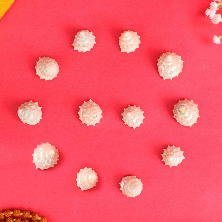 Regular Pearl Shree Laxmi Shankh, a beautiful white conch shell symbolizing wealth and prosperity, ideal for daily pooja rituals and spiritual décor to invite Goddess Lakshmi’s divine blessings. India’s Largest Pooja Accessories Brand - www.satvikstore.in