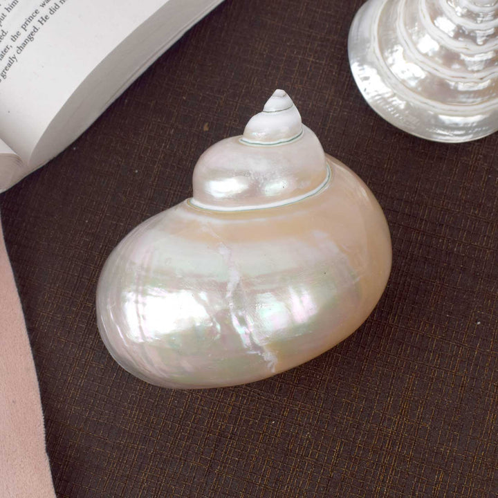 Moti Shape Shankh (Turbo marmoratus) for peace and prosperity – India’s Largest Pooja Accessories Brand – www.satvikstore.in