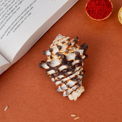 Rahu Shankh (Vasum turbinellus) for Rahu dosha and vastu protection – India’s Largest Pooja Accessories Brand – www.satvikstore.in